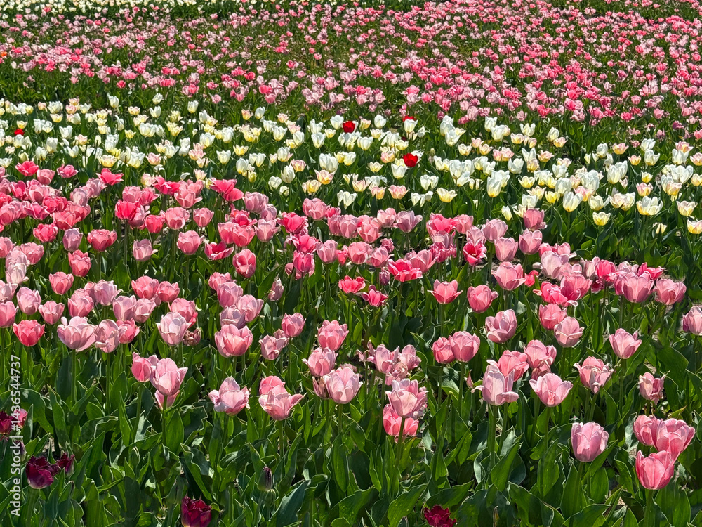 Tulips field pink and white flowers. Tulips field pink and white flowers.