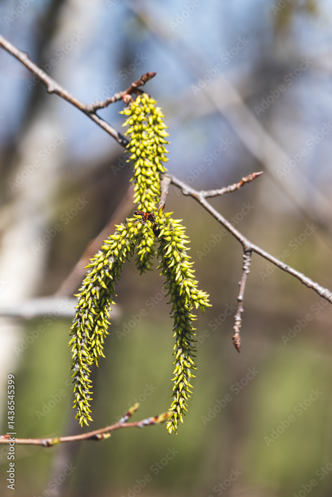 Fototapeta premium Trees sprout new leaves in spring. Sunny day in April