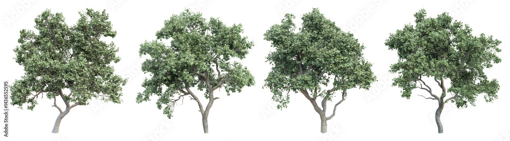 PNG Lush green trees in sequence, element set on transparent background PNG Lush green trees in sequence, element set on transparent background