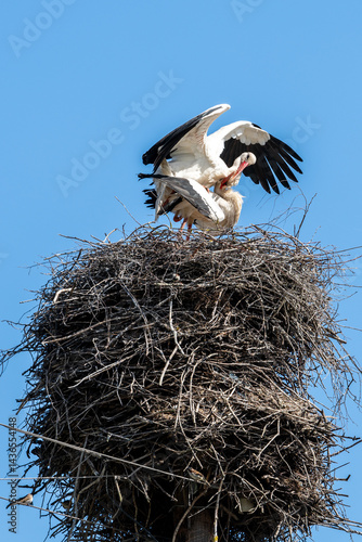 Mating of storks on the nest