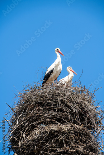 Couple of storks in the nest