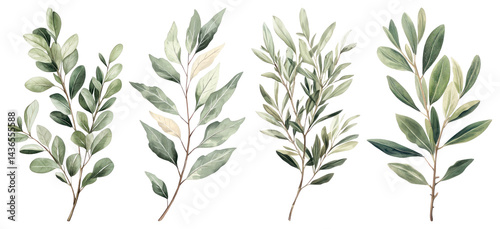 Wallpaper Mural PNG Elegant watercolor botanical illustration, element set on transparent background Torontodigital.ca
