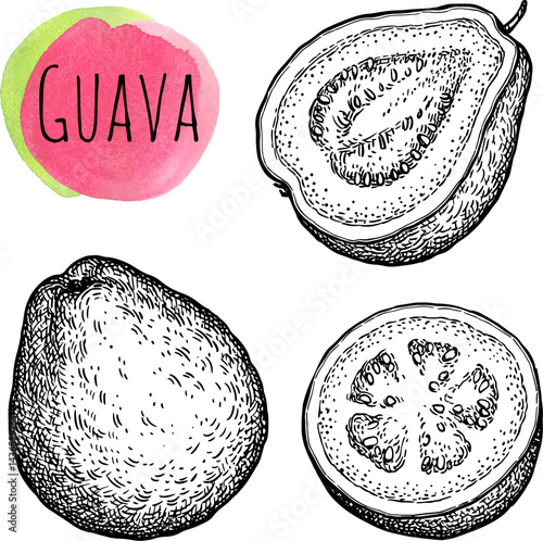 Guava ink sketch