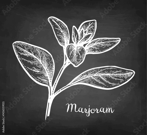 Marjoram chalk sketch