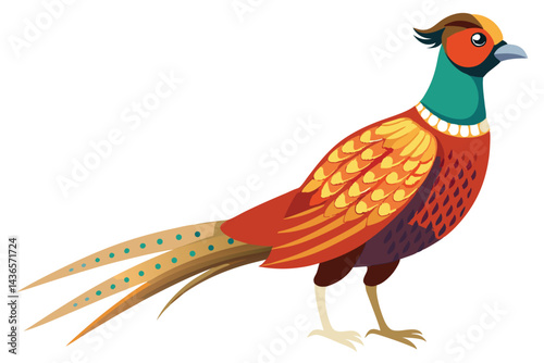 pheasant isolated on white background.
