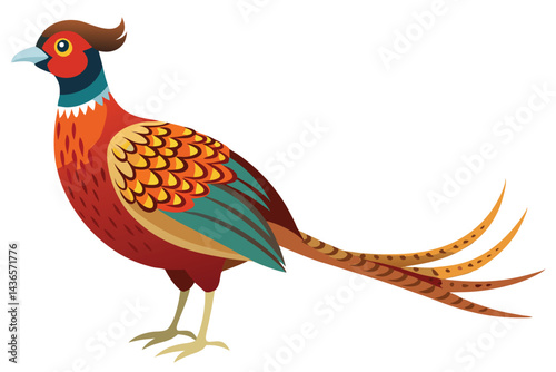 pheasant isolated on white background.