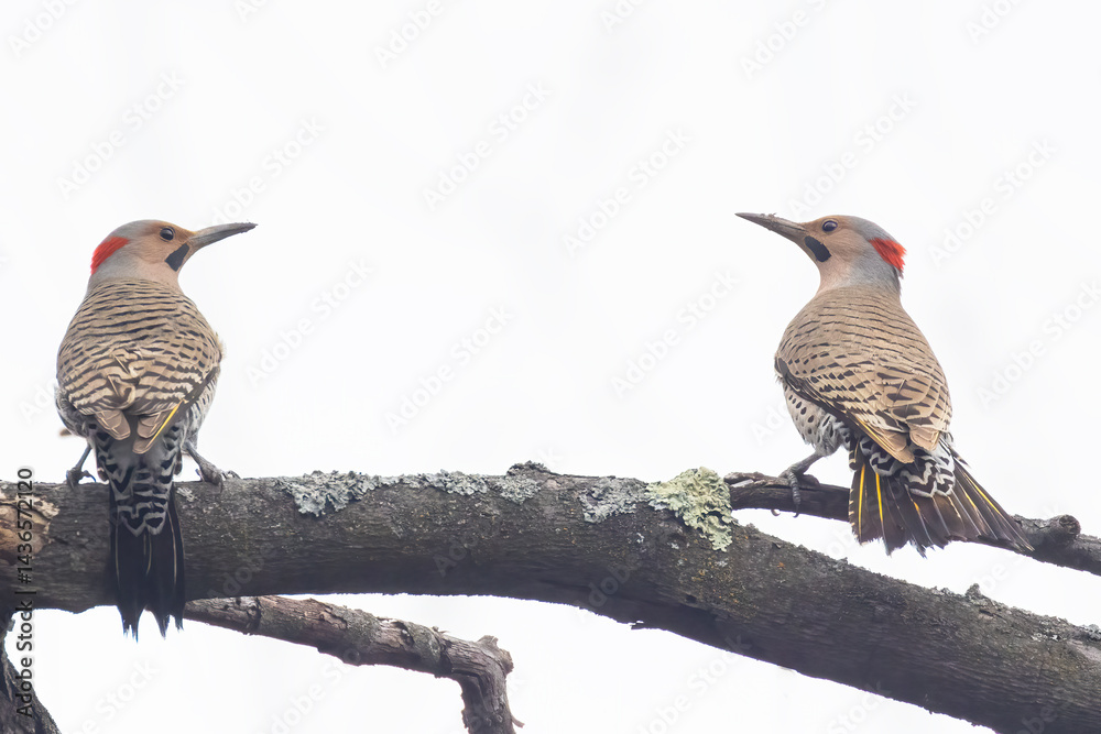 northern flicker or common flicker (Colaptes auratus) fighting