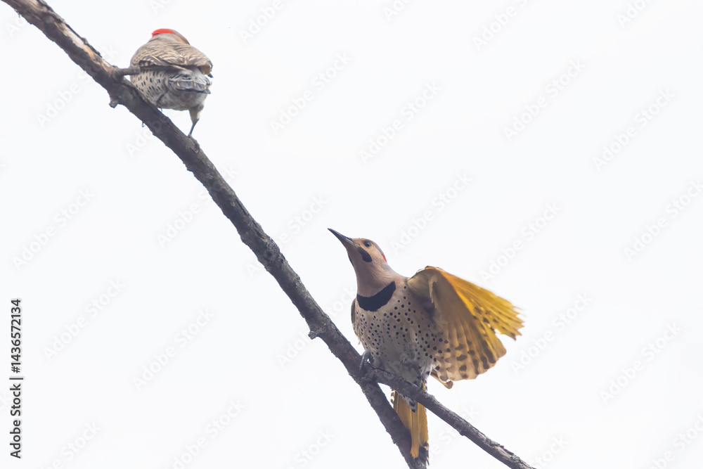 northern flicker or common flicker (Colaptes auratus) fighting