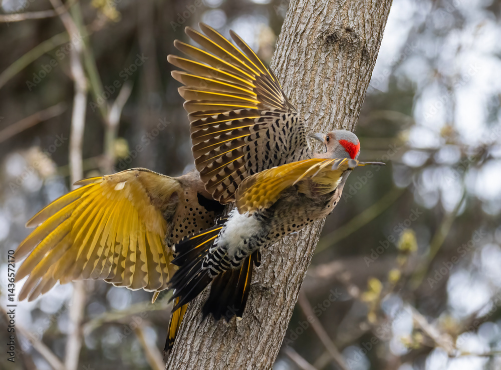 northern flicker or common flicker (Colaptes auratus) fighting