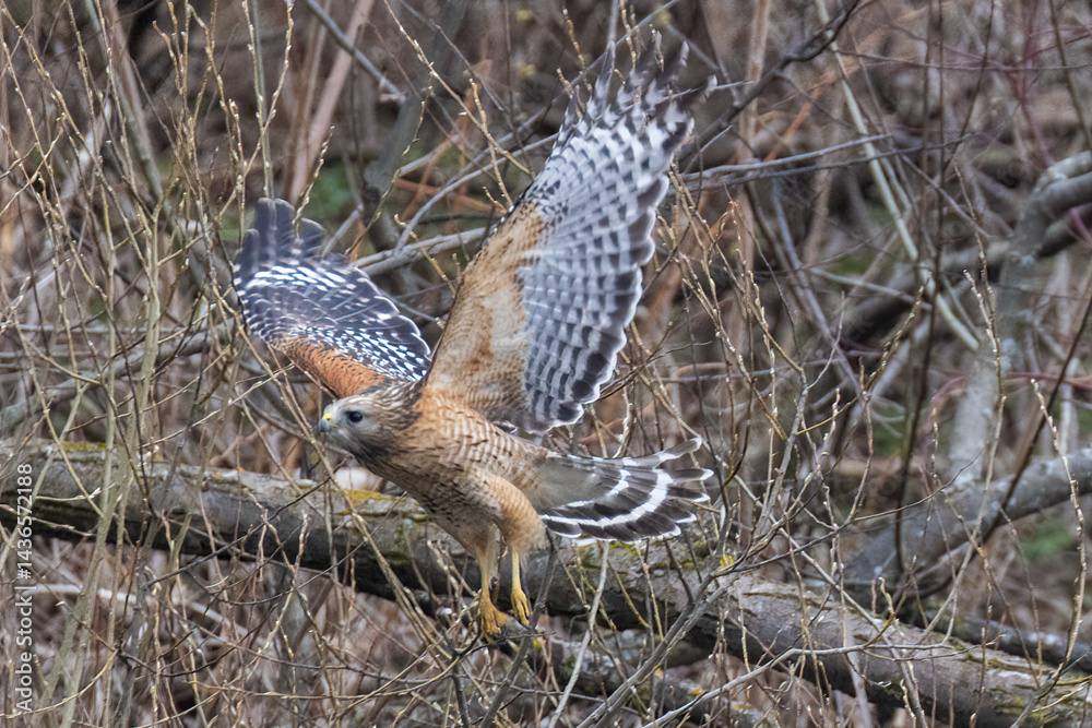 red-shouldered hawk (Buteo lineatus)