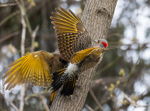 Obraz na płótnie northern flicker or common flicker (Colaptes auratus) fighting w salonie