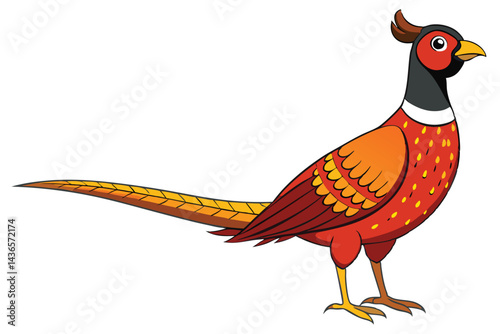 pheasant isolated on white background.