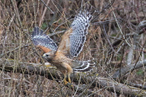 Obraz na płótnie red-shouldered hawk (Buteo lineatus) w salonie