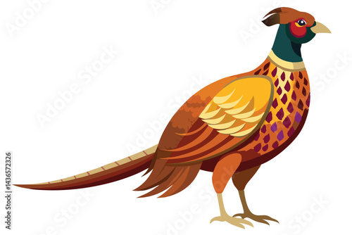 pheasant isolated on white background.