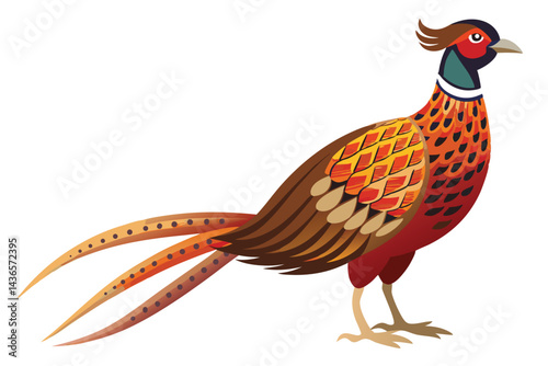 pheasant isolated on white background.