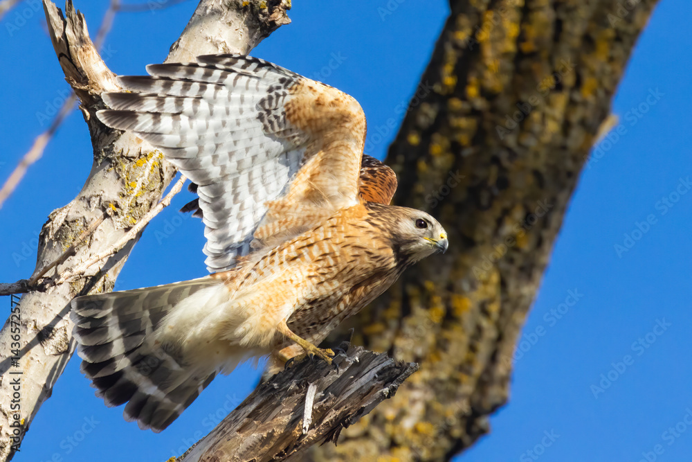 red-shouldered hawk (Buteo lineatus)