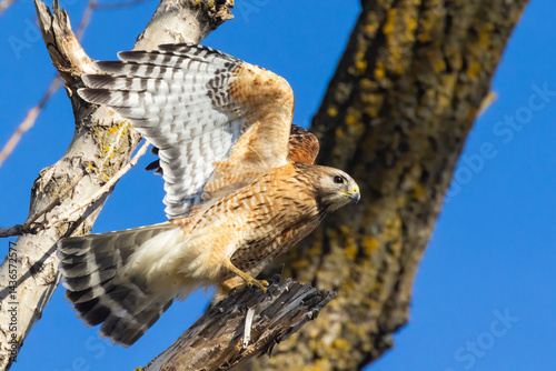 red-shouldered hawk (Buteo lineatus) 
