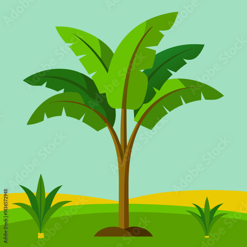 Tropical banana tree, vibrant green leaves, large fronds with field