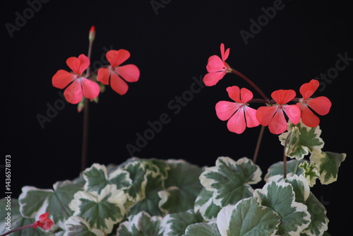 Geranium with pink flowers and variegated leaves against a black background. Pelargonium inquinans