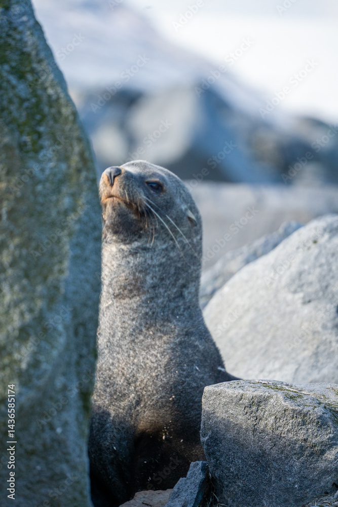 Naklejka premium seal on rock