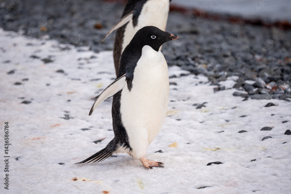 Fototapeta premium penguin on the rocks