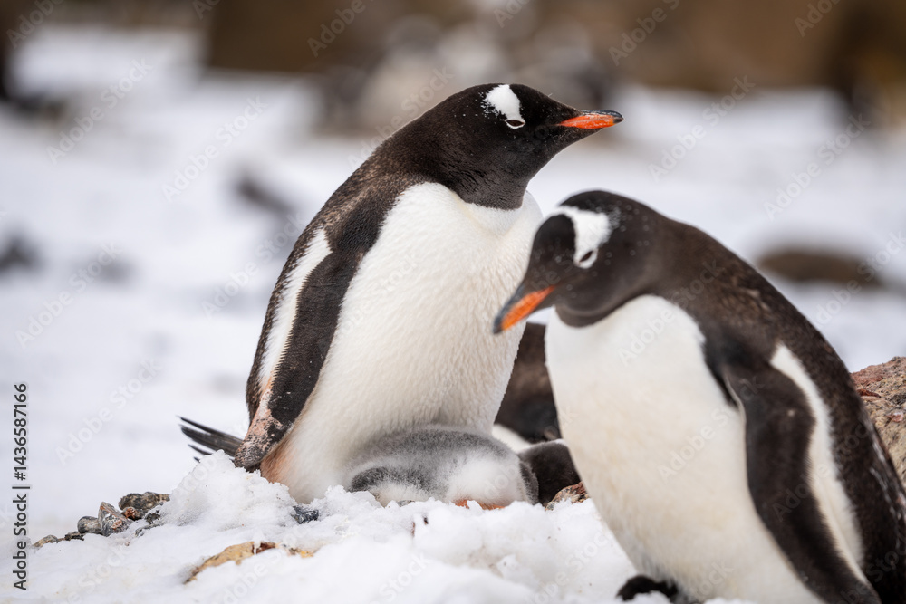 Obraz premium penguin on the rocks