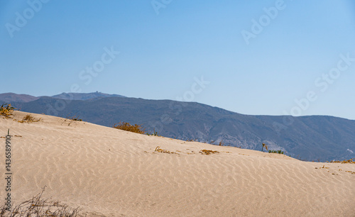 Fototapeta Naklejka Na Ścianę i Meble -  Ripple marks formed by aeolian processes on a sandy beach in Mediterranean region