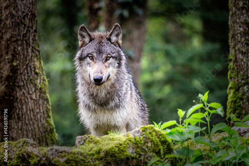 Close-up of european gray wolf in the forest