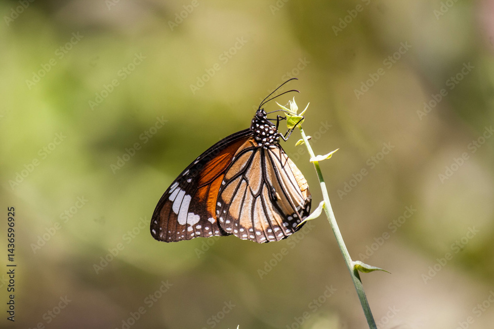 Fototapeta premium butterfly on a flower