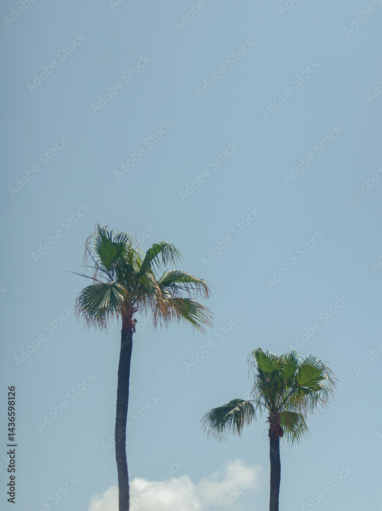Fototapeta premium Palm Trees Under Clear Blue Sky