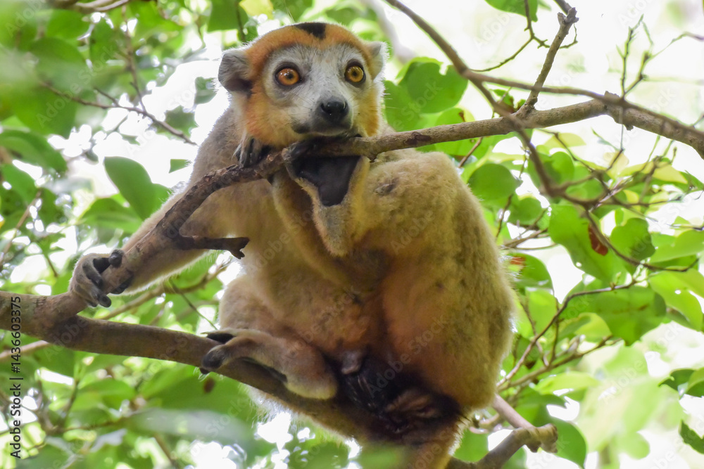 A Crowned Lemur looking down at the camera from the tree canopy of the northern Madagascar forest A Crowned Lemur looking down at the camera from the tree canopy of the northern Madagascar forest