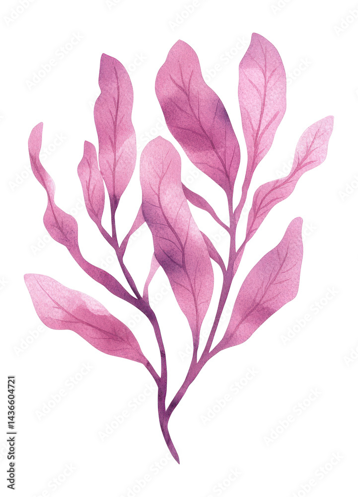 Fototapeta premium PNG Watercolor seaweed illustration leaf pink.
