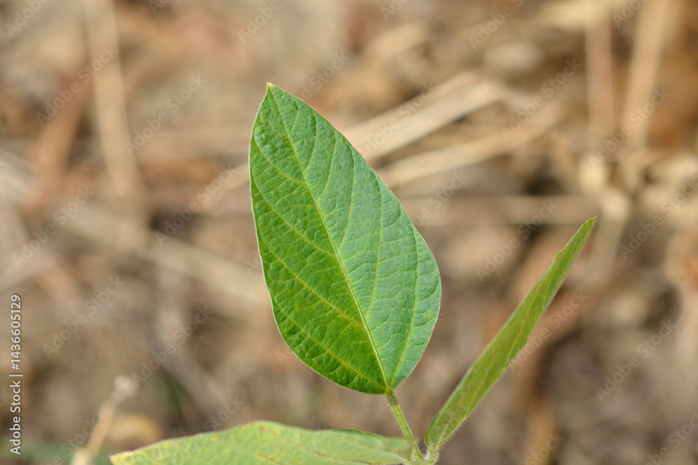 Soybean leaves (scientific name - Glycine max)
