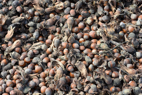 Obraz na płótnie A ground covered in freshly harvested hazelnuts w salonie