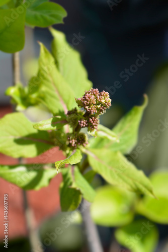 Obraz na płótnie Preston lilac Miss Canada branch with flower buds (scientific name - Syringa prestoniae) w salonie