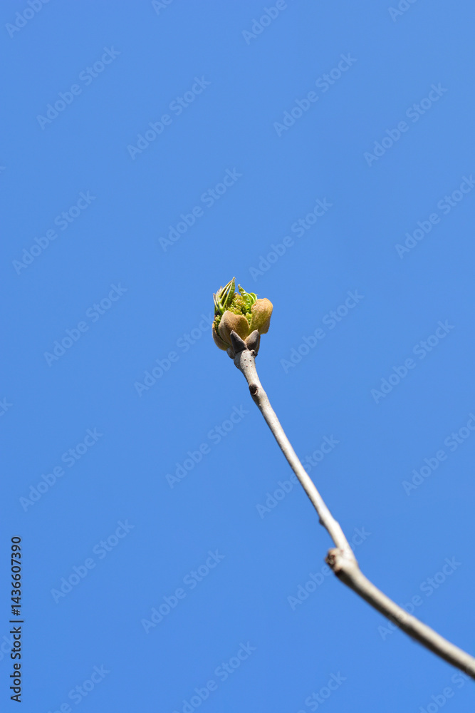 Flowering ash Louisa Lady branch with flower buds against the blue sky -(scientific name - Fraxinus ornus)