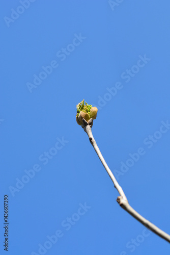 Obraz na płótnie Flowering ash Louisa Lady branch with flower buds against the blue sky -(scientific name - Fraxinus ornus) w salonie