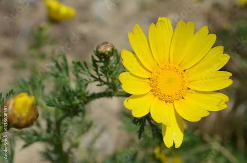 Crisantemo giallo selvatico