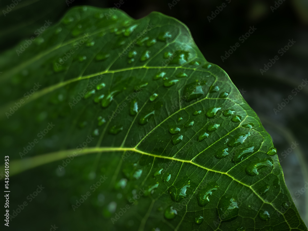 green leaf with water drops with blurry background green leaf with water drops with blurry background