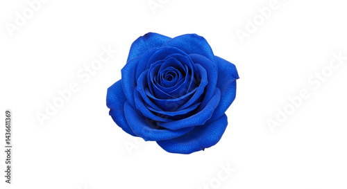 A single vibrant blue rose with detailed petals isolated against a stark black background center frame