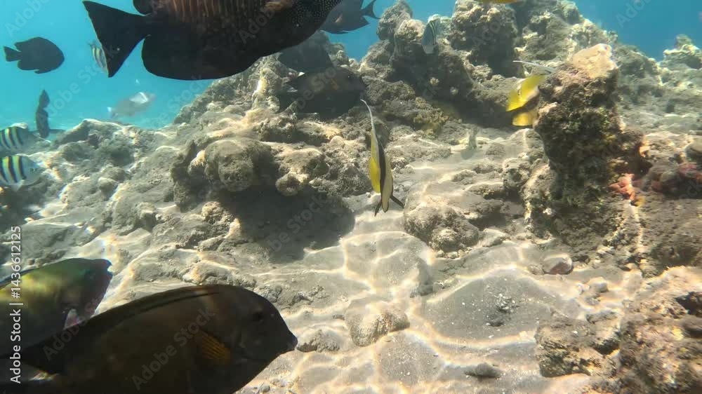 Underwater Life of the Red Sea. Colorful Coral Reef and Tropical Fishes. Beautiful Marine Scenery Captured in Slow Motion.