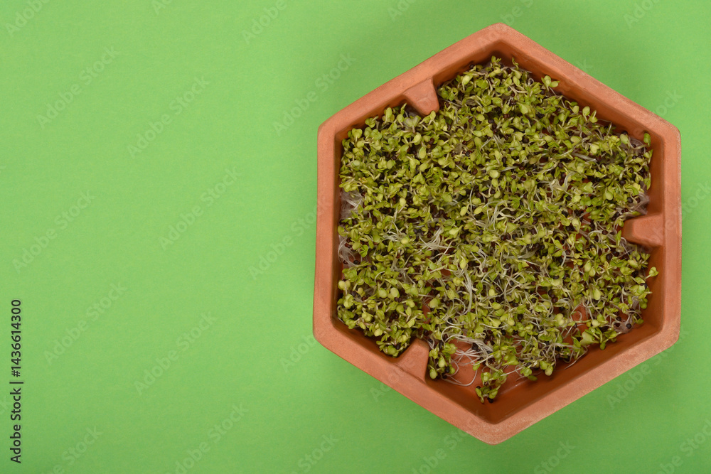 A top-down shot shows a terracotta-colored hexagonal container filled with radish sprouts on a solid green background with copy space