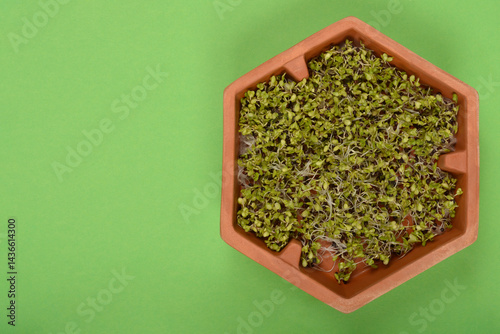 Obraz na płótnie A top-down shot shows a terracotta-colored hexagonal container filled with radish sprouts on a solid green background with copy space w salonie