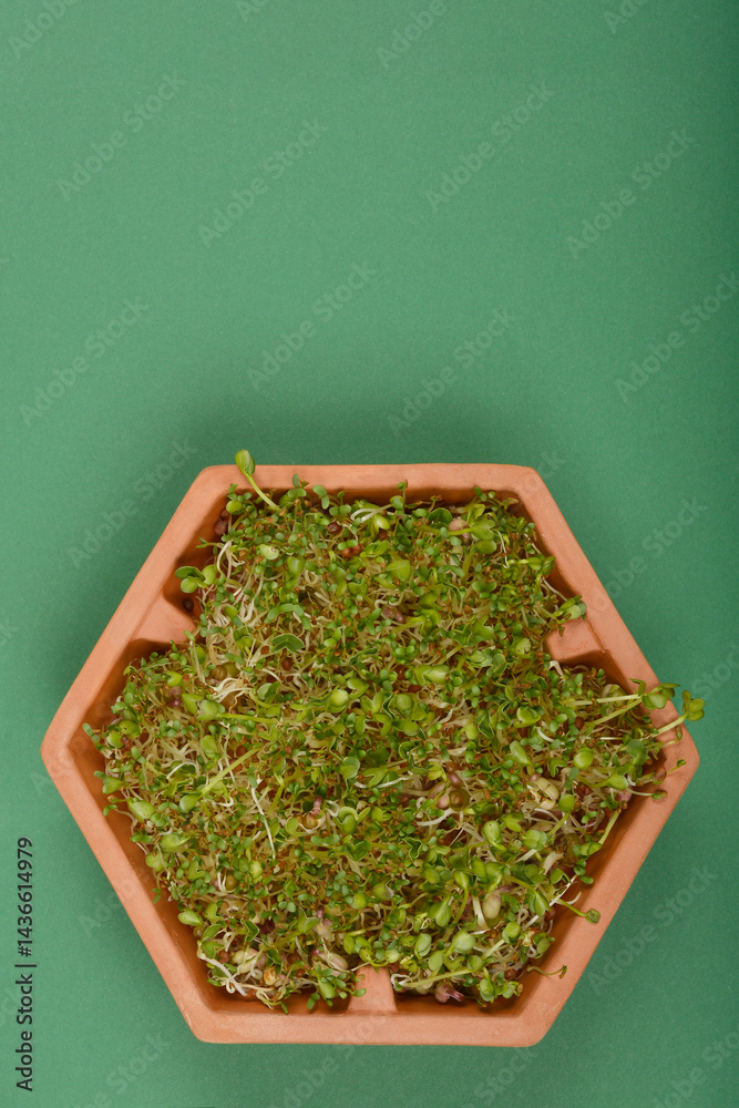 A top-down shot shows a terracotta hexagonal container filled with a mix of mung bean, radish, and alfalfa sprouts on a dark green background with copy space