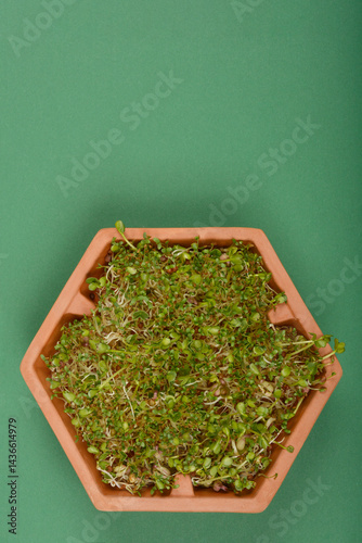 Obraz na płótnie A top-down shot shows a terracotta hexagonal container filled with a mix of mung bean, radish, and alfalfa sprouts on a dark green background with copy space w salonie