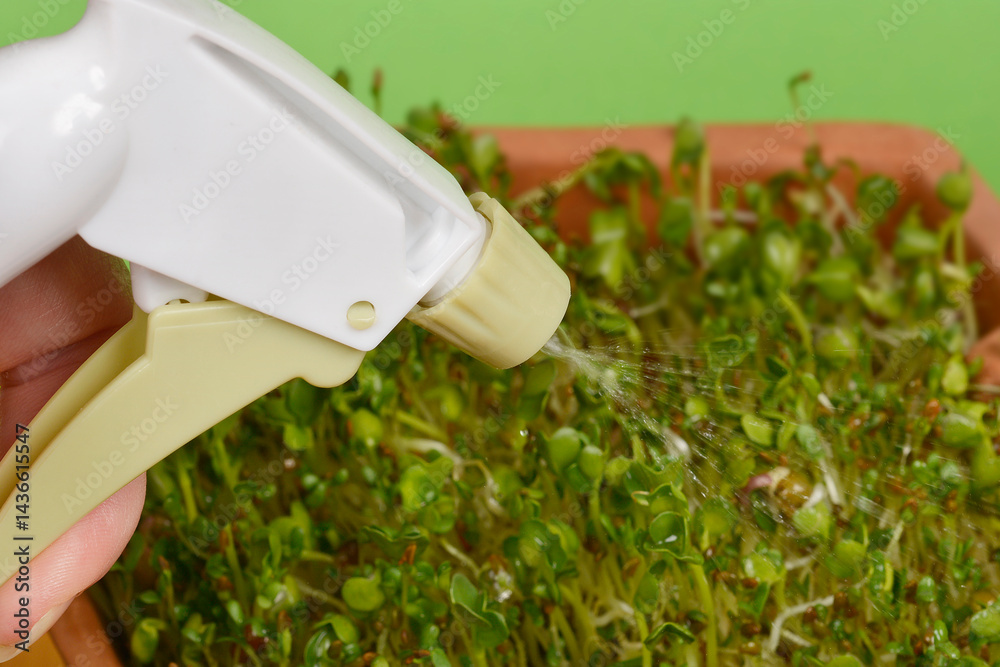 A close-up shows a hand spraying water onto young green sprouts in a terracotta container against a light green background