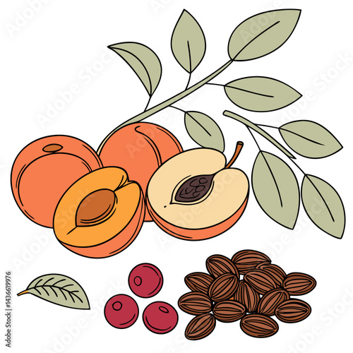 Peach Fruit Illustration with Seeds and Leaves