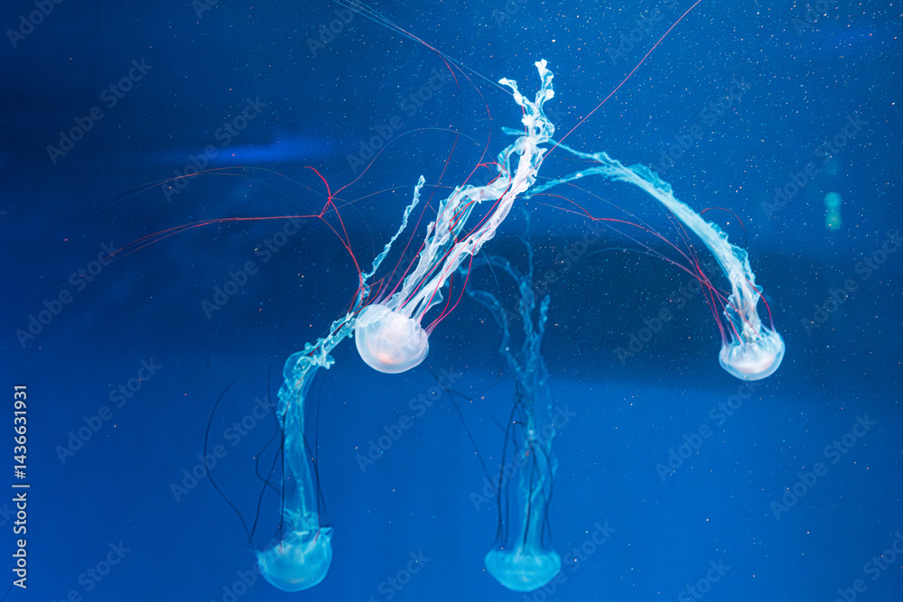underwater photography jellyfish Purple striped jelly. Chrysaora colorata