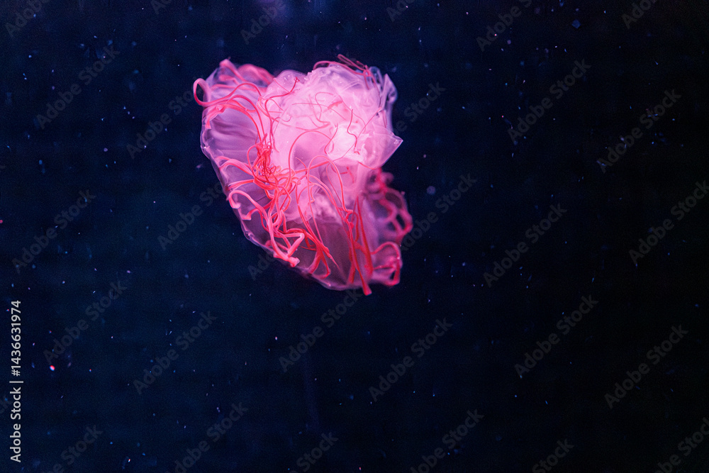 underwater photography jellyfish chrysaora melanaster, Northern Sea Nettle or brown jellyfish