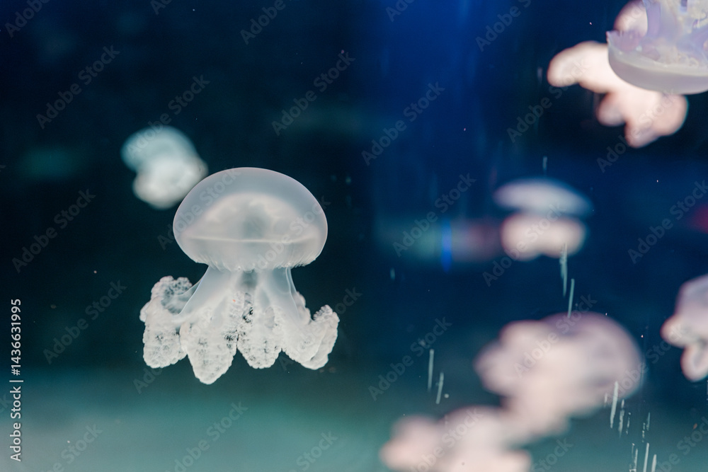 underwater photography jellyfish lychnorhiza lucerna, Marble jellyfish